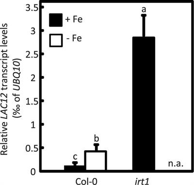 Involvement of Arabidopsis Multi-Copper Oxidase-Encoding LACCASE12 in Root-to-Shoot Iron Partitioning: A Novel Example of Copper-Iron Crosstalk